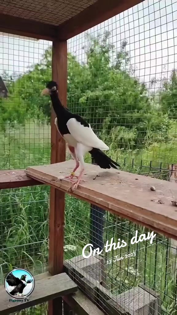 @Pigeons Tv