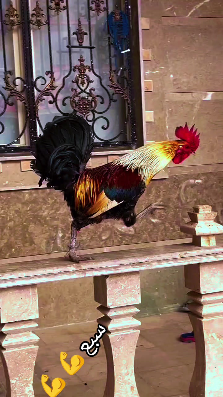 @دواجن الياس🐔🐔🐔