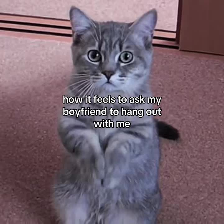 @Alice.cattok