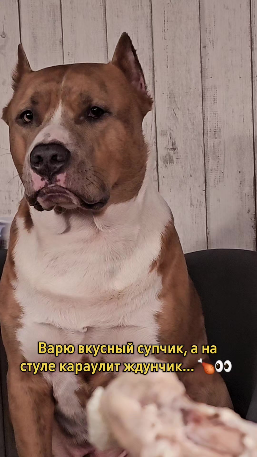 @Pitbul Fred