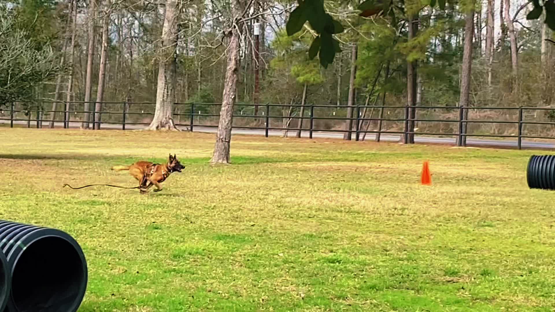@Damu The Malinois