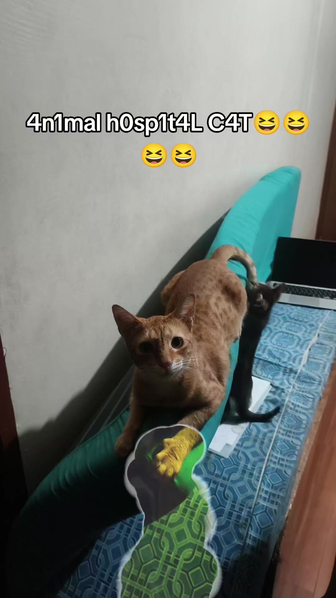 @ŠÝŘ • zyrus