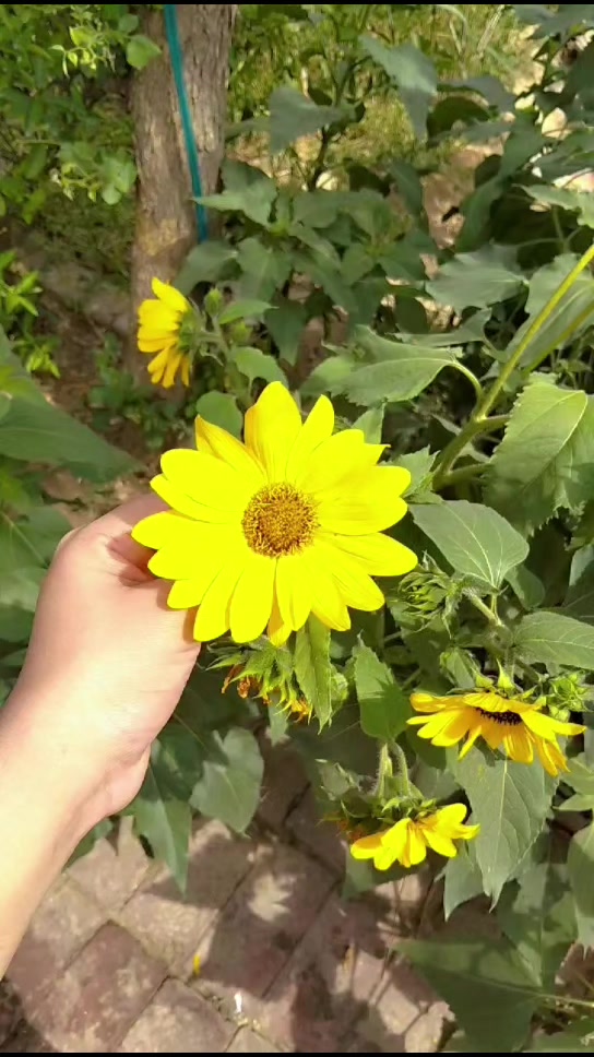 @softvibes🌸💫