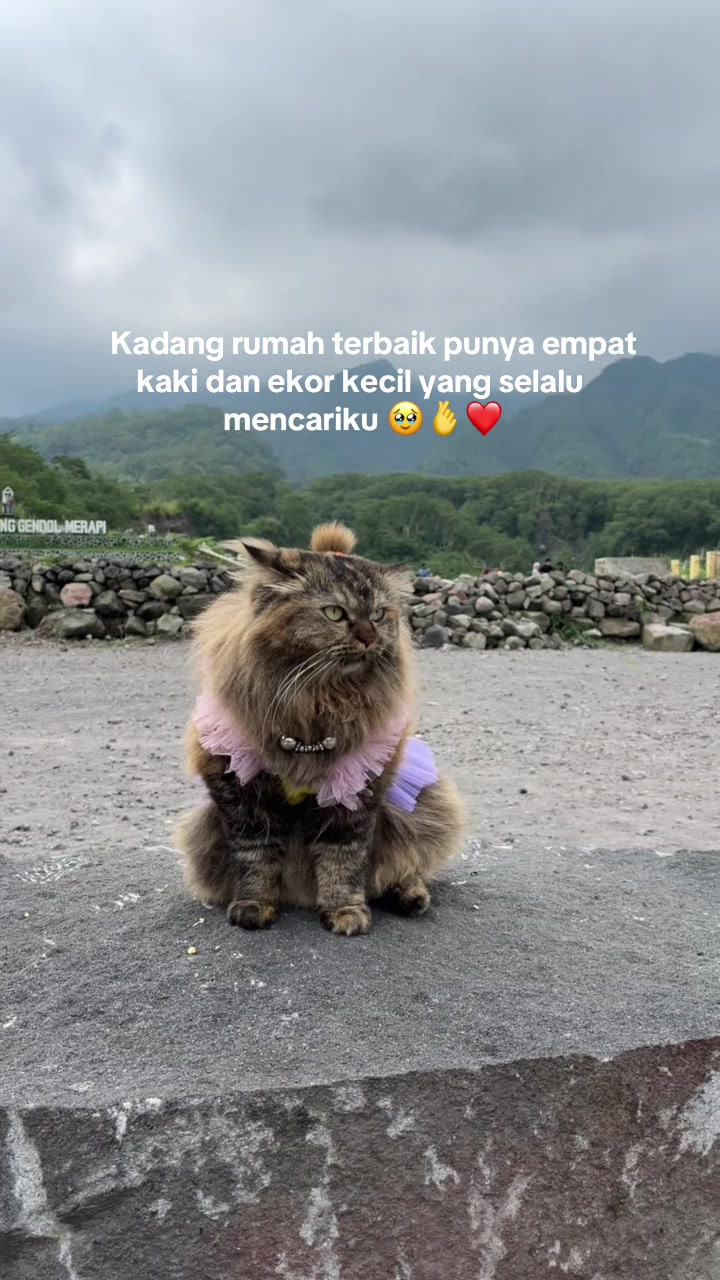 @ShepyCat🌻