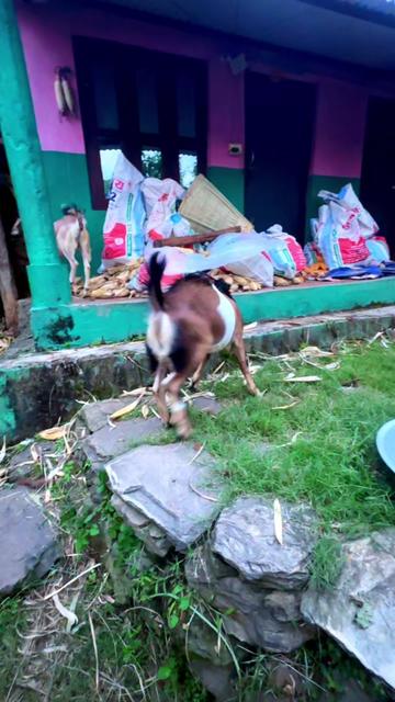 @Surya_adhikari1