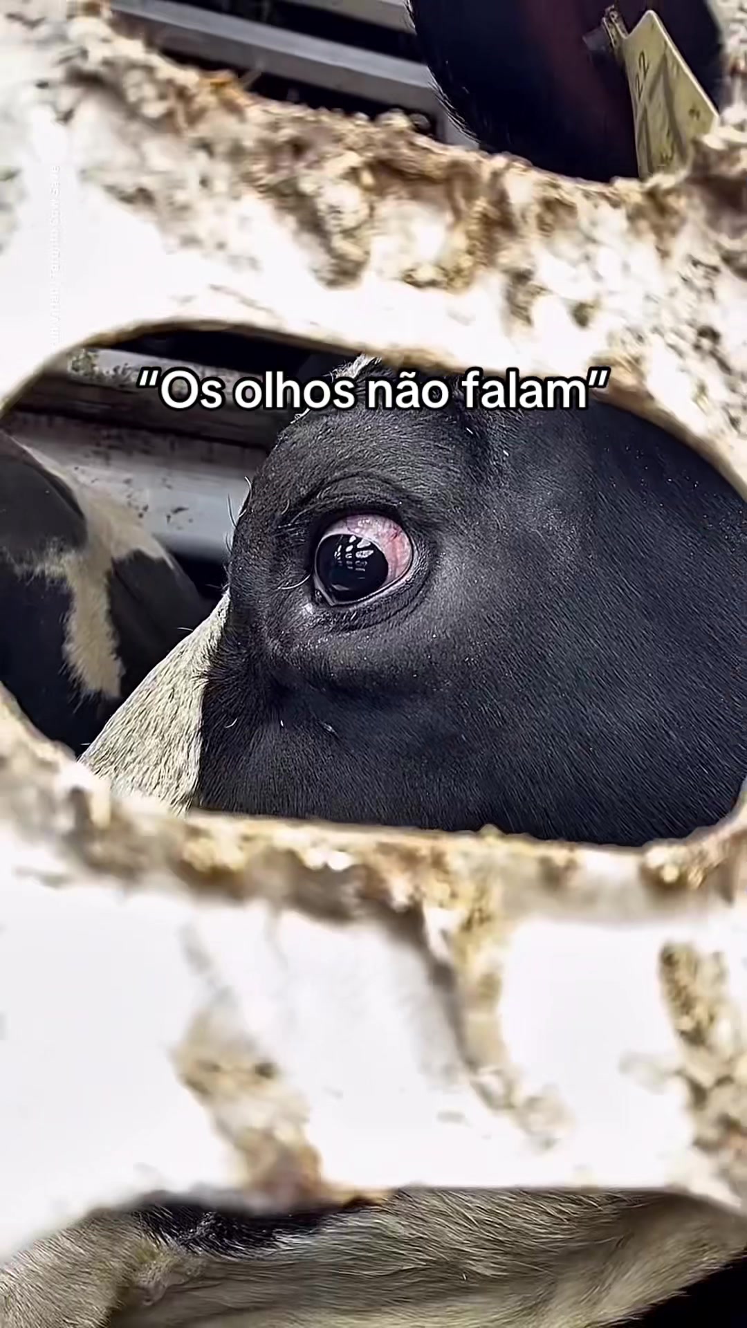 @Carne &eacute; cruel