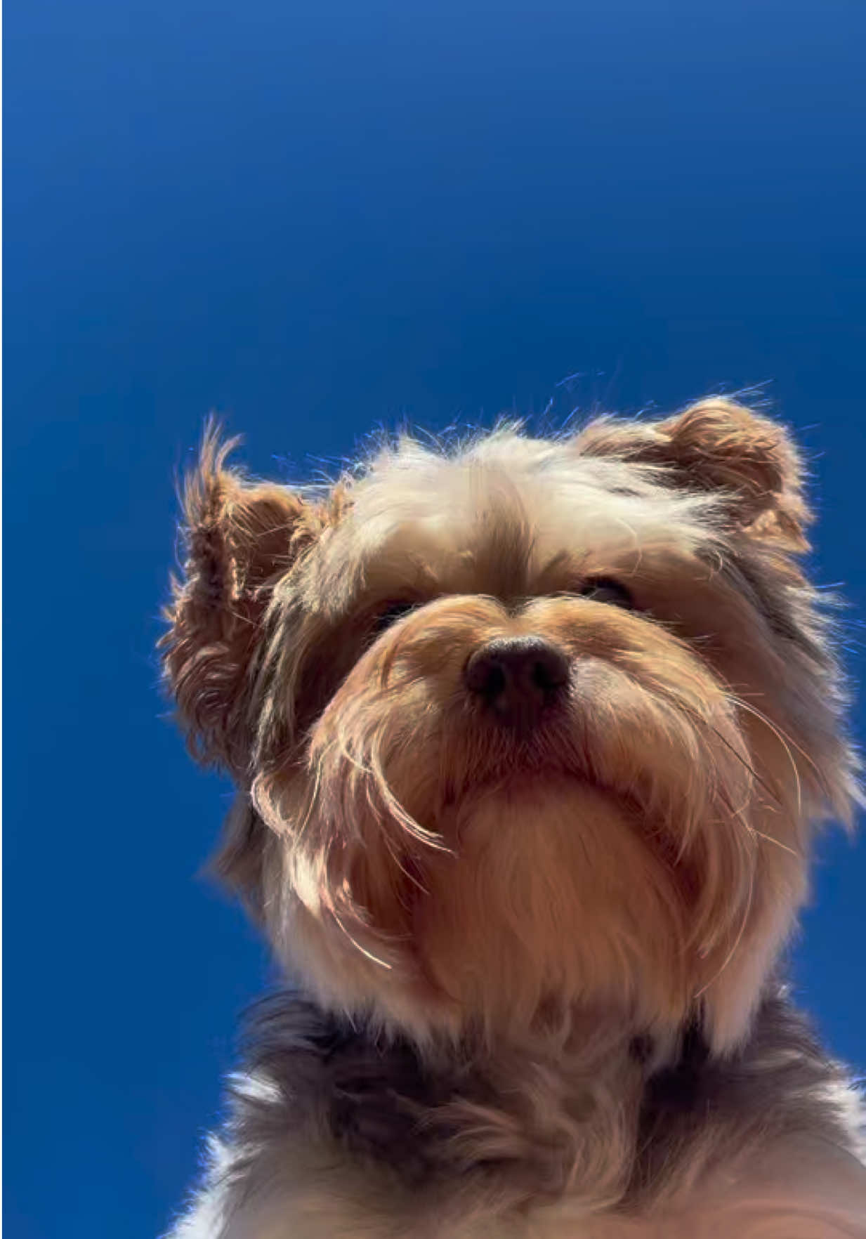 @The Utah Yorkies