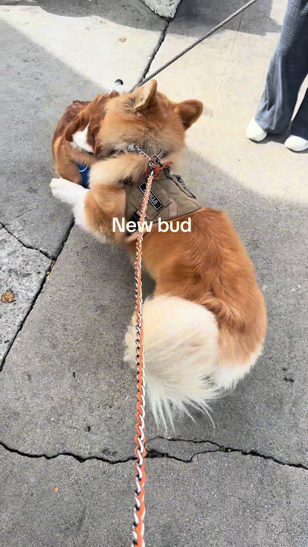 @apollothecorgimute