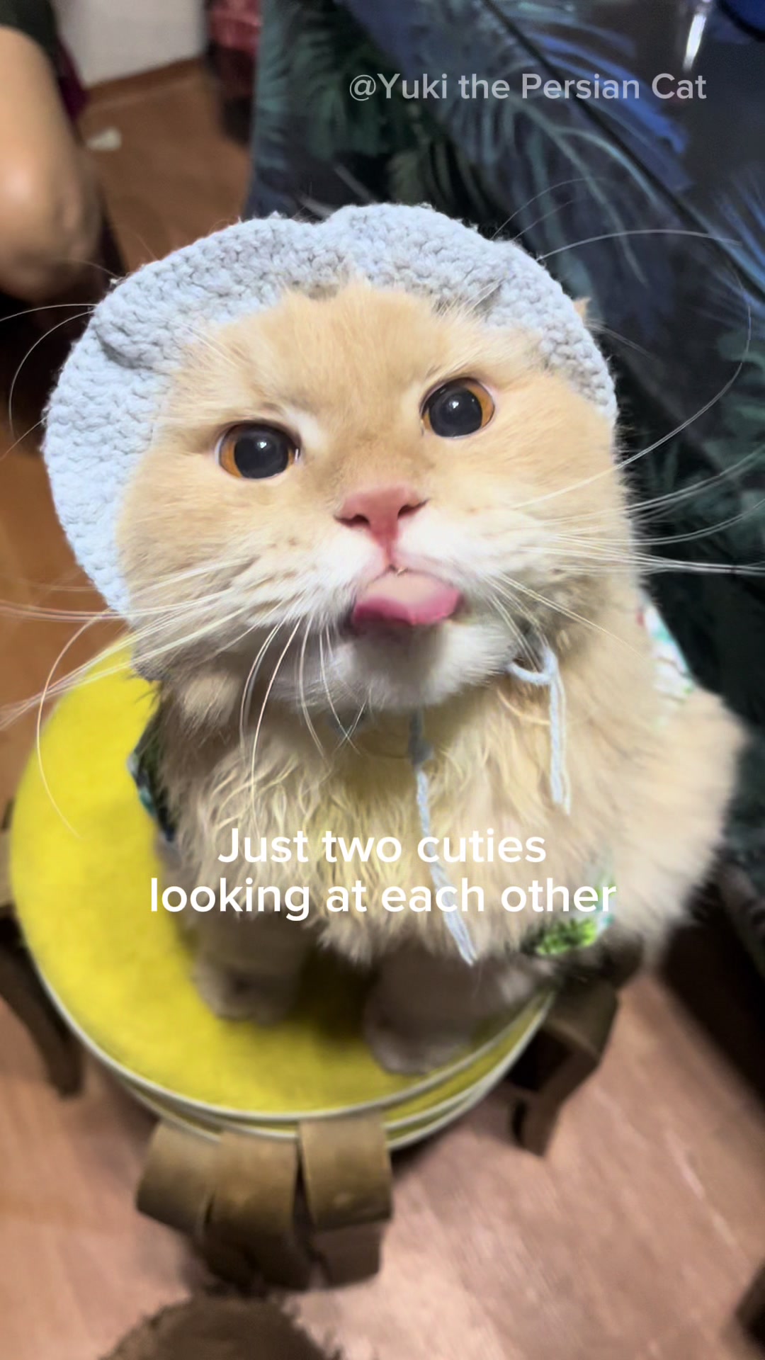 @Yuki the Persian Cat