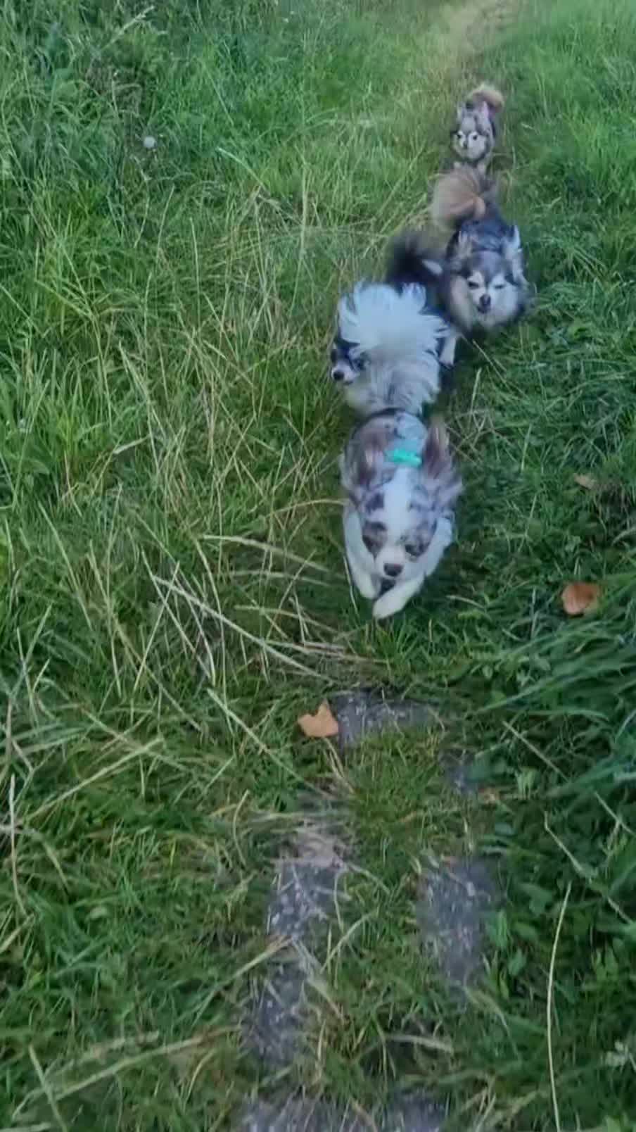 @🌸🐾꧁ 𝒮𝒶𝓃𝓃𝒾 ꧂🐾🌸