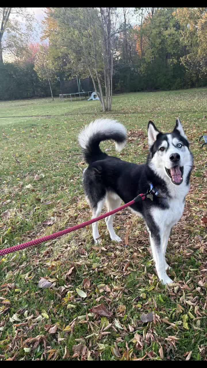 @SHARPofNY SiberianHusky Rescue