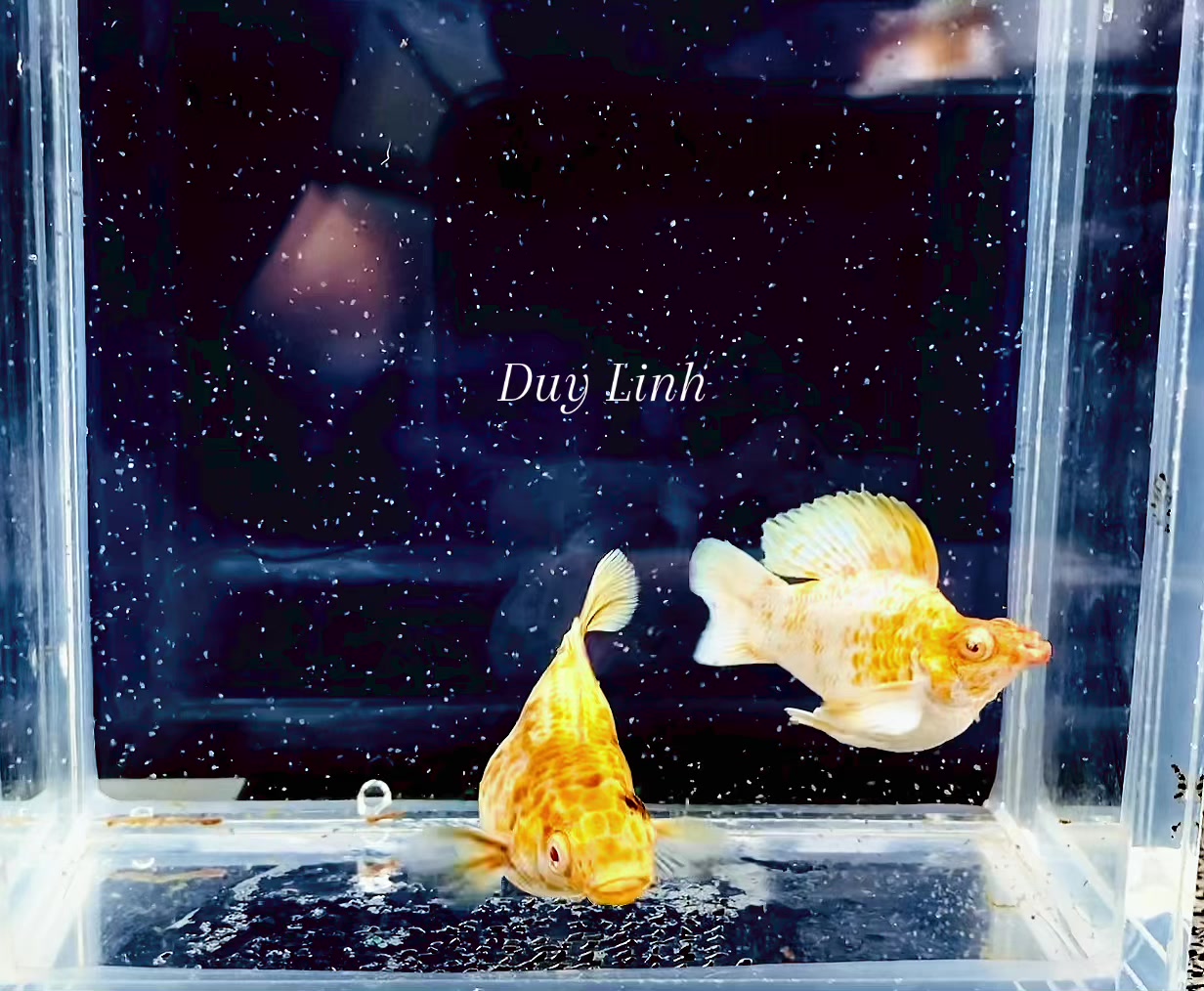 @duylinhchannel12
