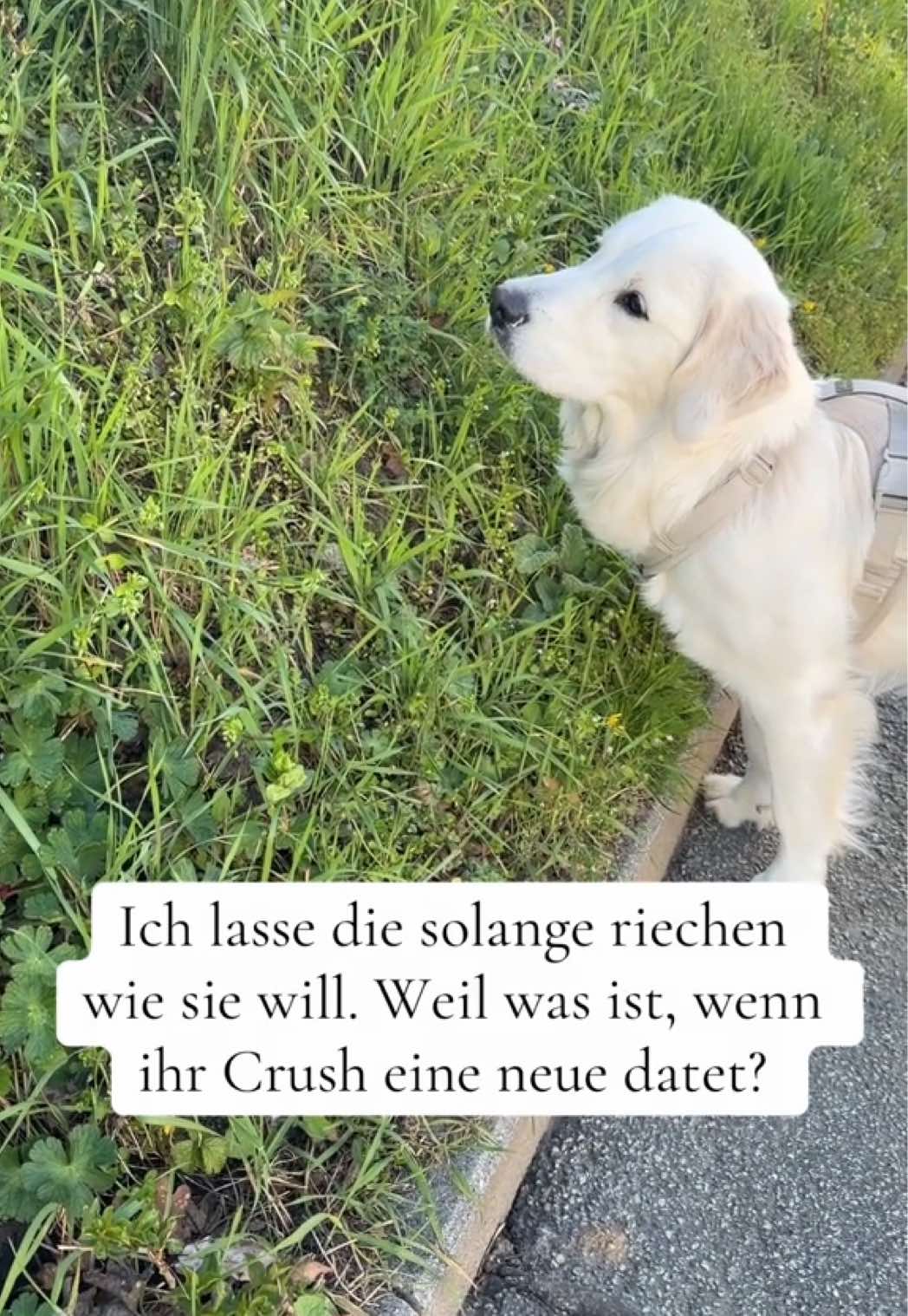 @Miss Ellie The Golden 🤍