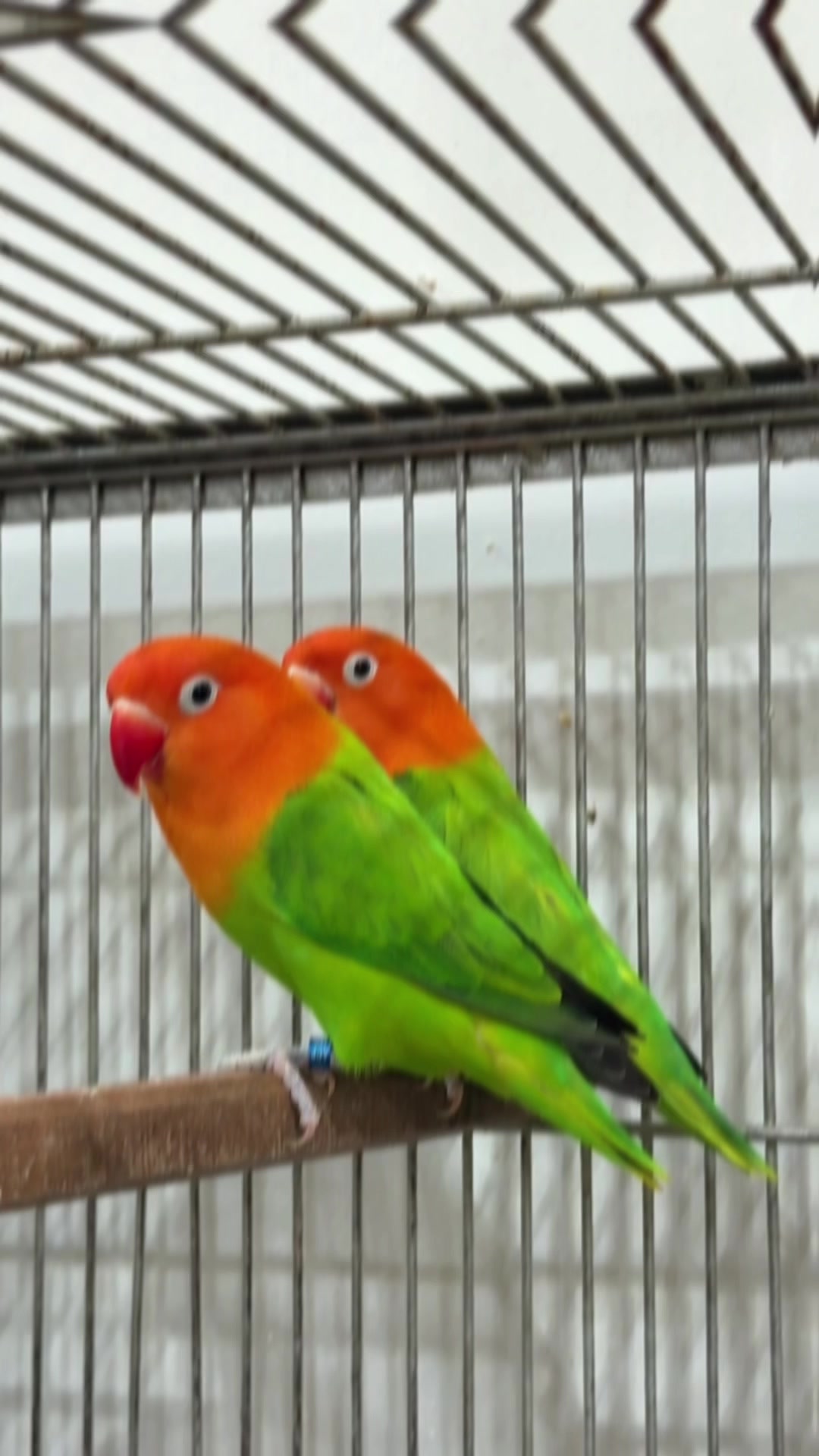 @AdilBirdsFarm