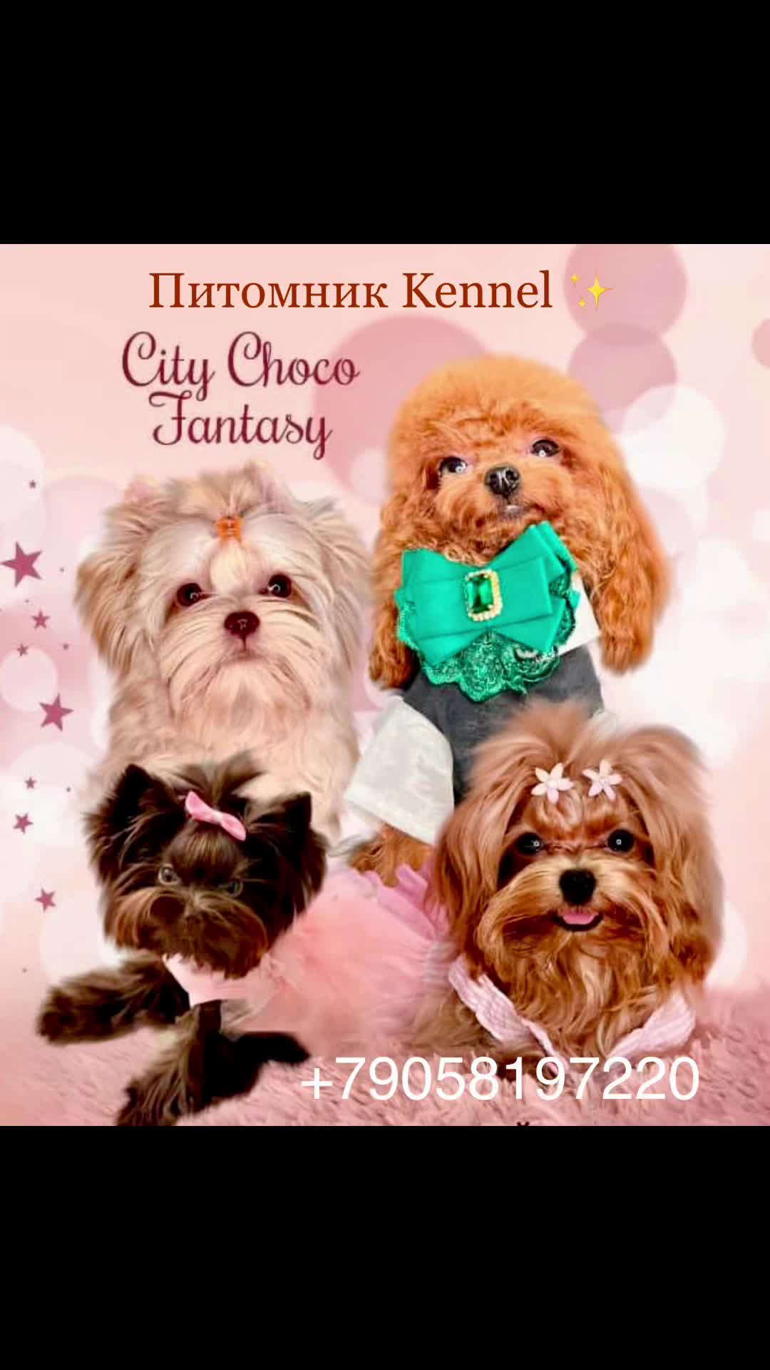 @Yorkie Maltipoo ShihTzu Teddy