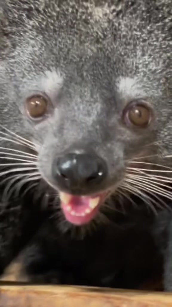 @auraful_animals