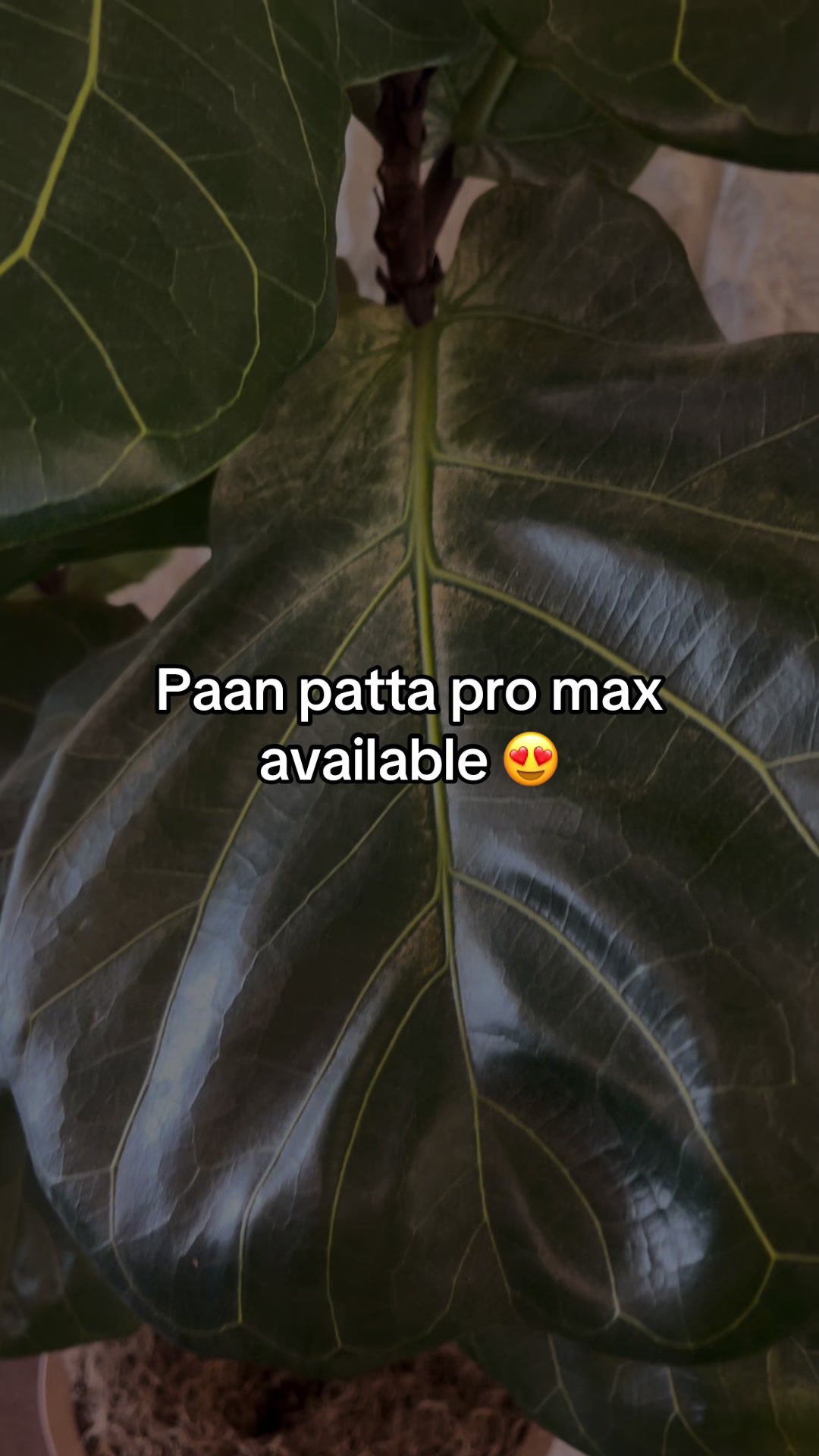 @Austin wala