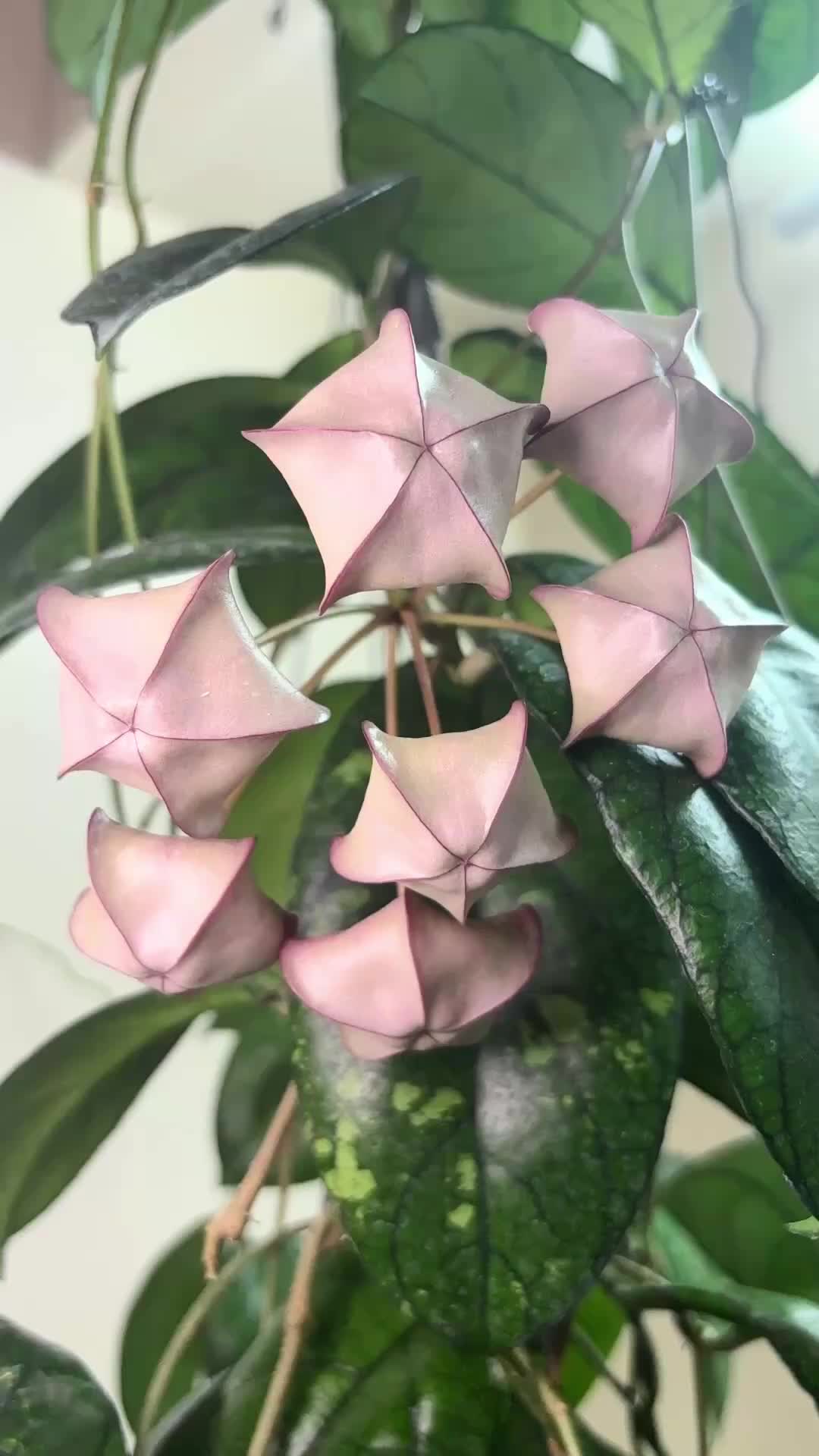 @Raregardenblooms