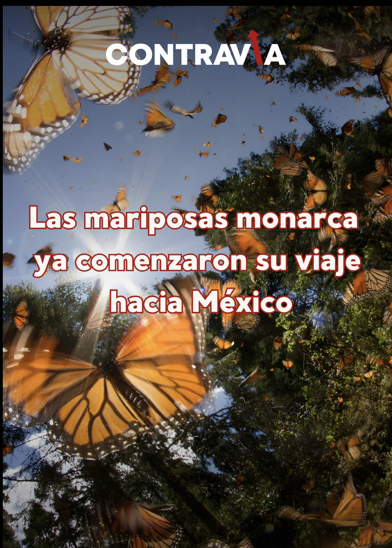 @Contrav&iacute;a MX