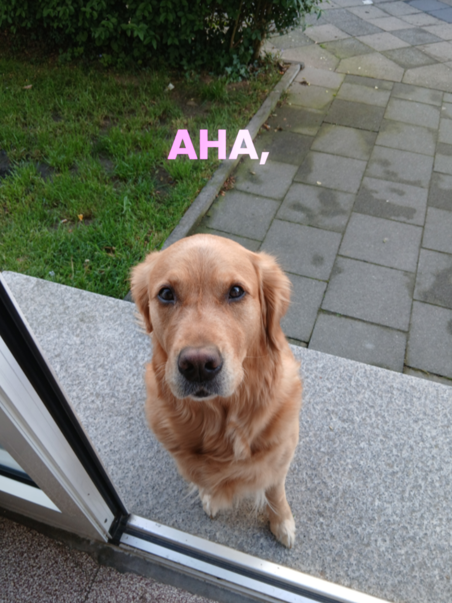 @kleiner Frechdachs 🐾