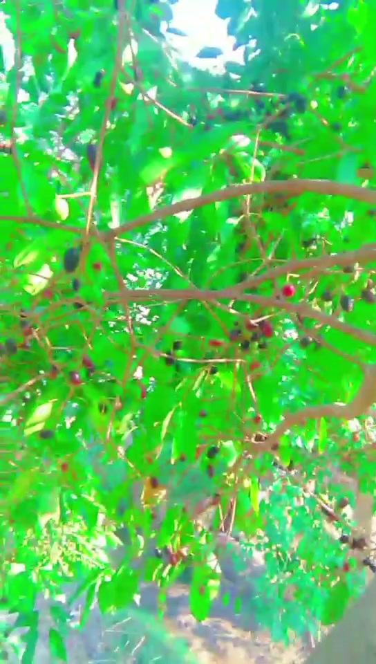 @🦋⃟ʌᵦ𝕕&upsilon;𝔩 🦋⍣⃝🇷🇦🇭 🇲 🇦 🇳