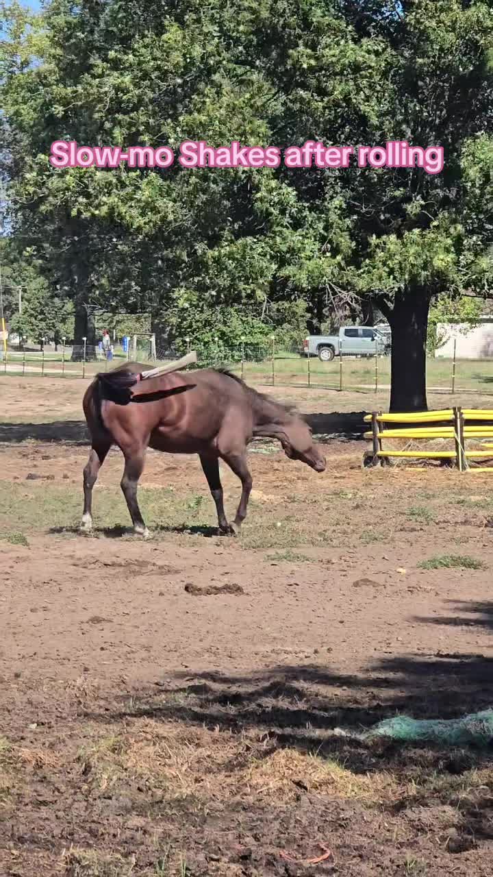 @Small Town Farm LLC