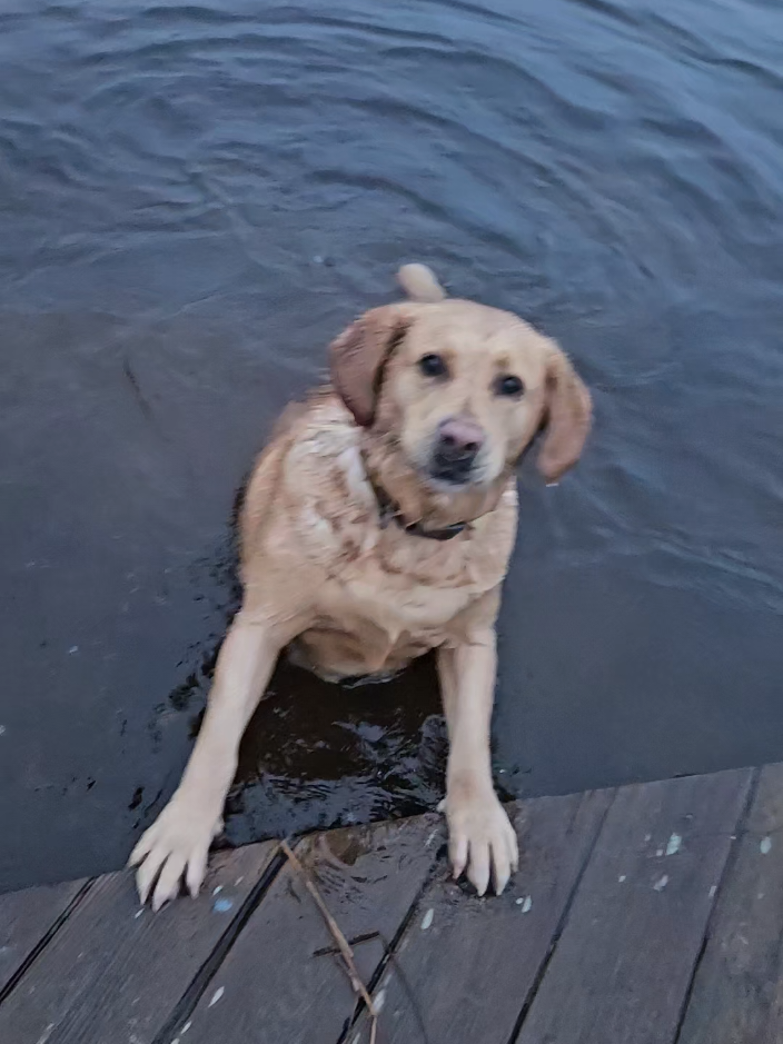 @Dogmom