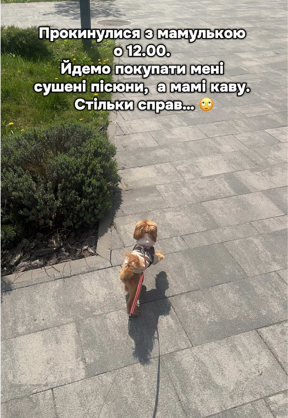 @Мальтипух Кіра