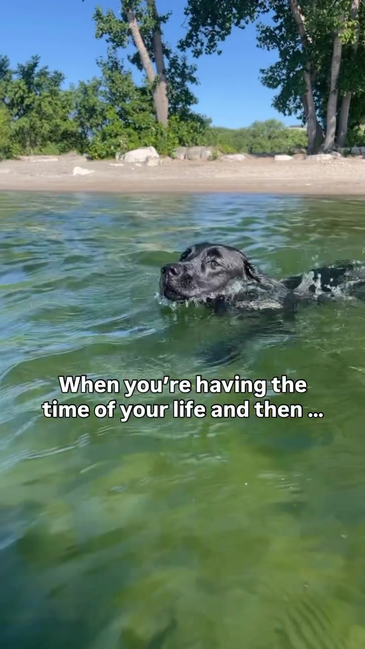 @lisatheblacklab