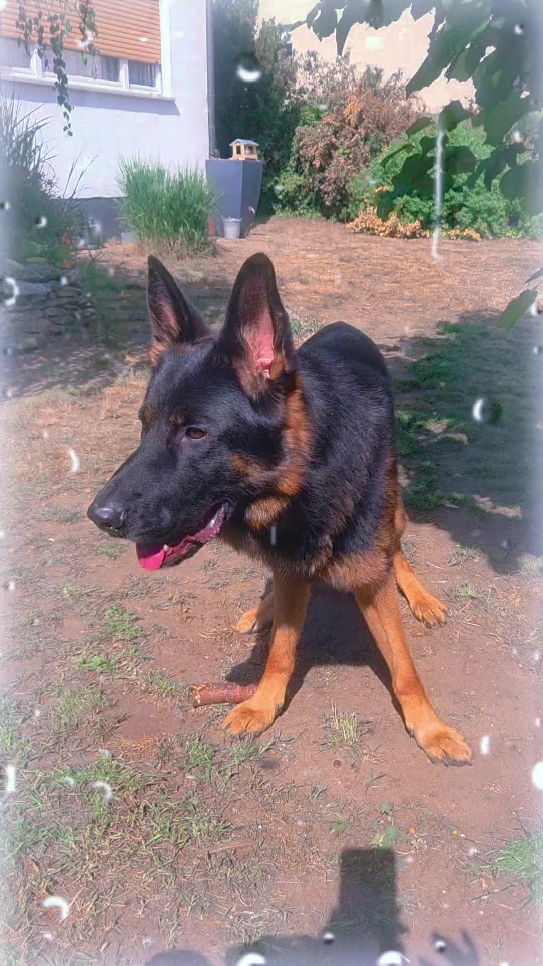 @Schäferhundliebe 💗