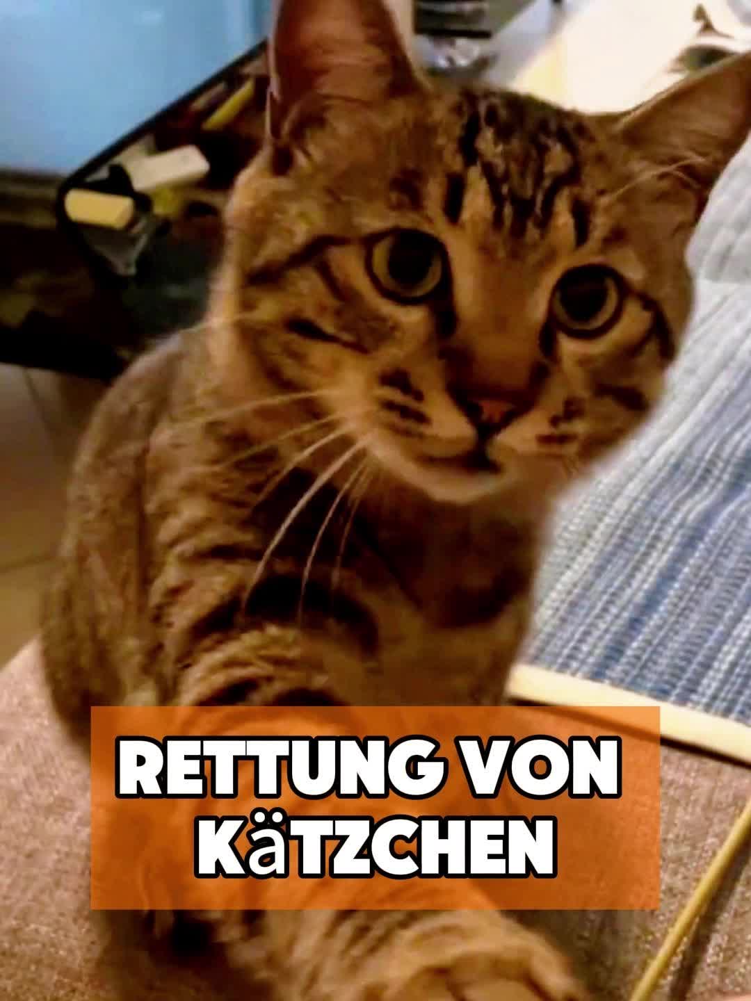 @toto_tier
