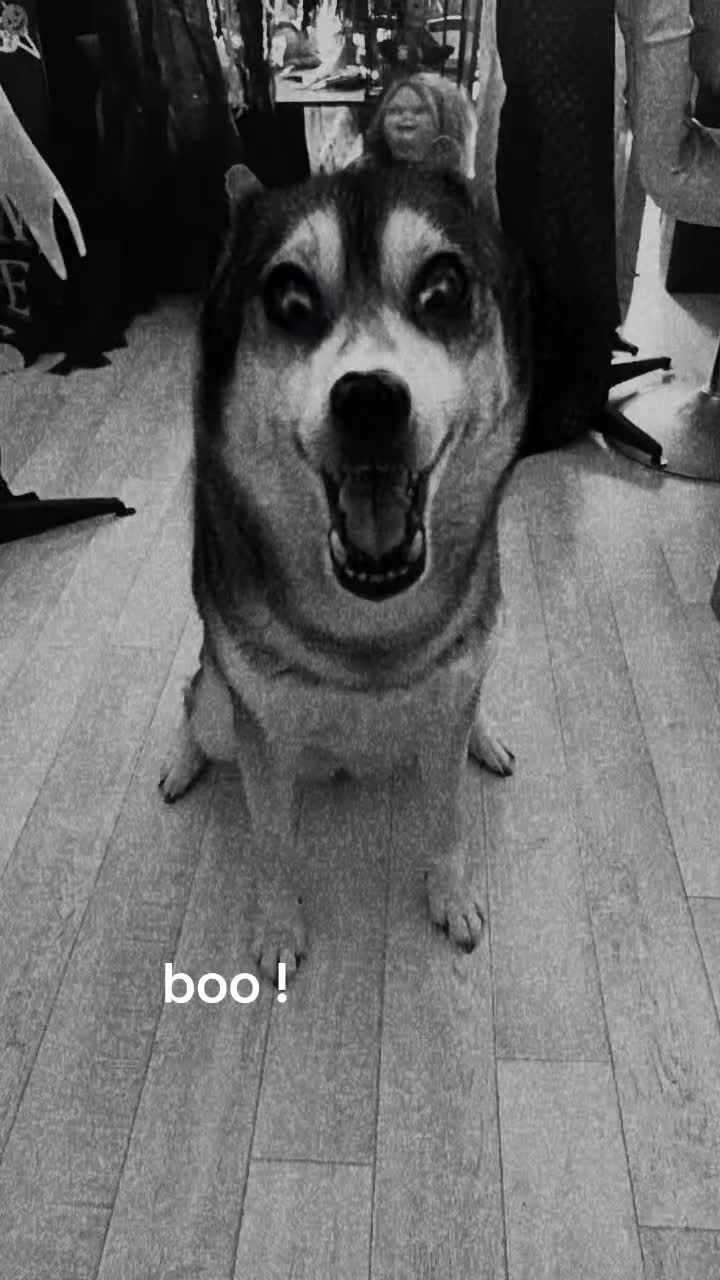 @werewolf 🐺dog de l'enfer➕👺😈