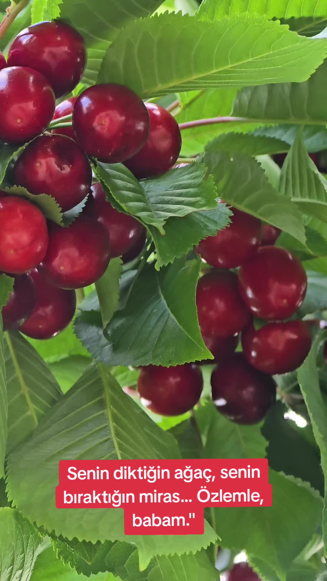 @kitchenqueen66