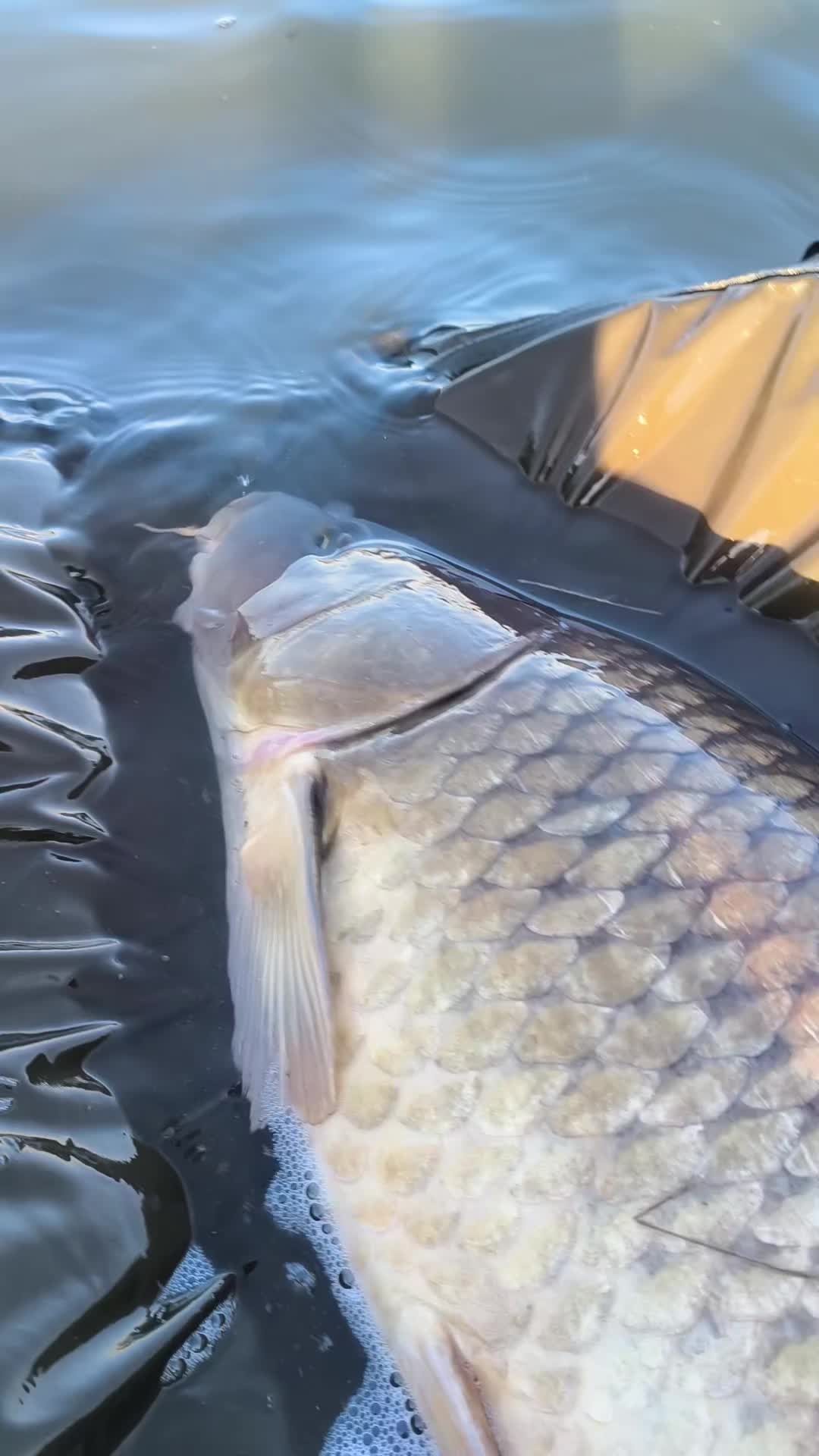 @Jocarpfishing