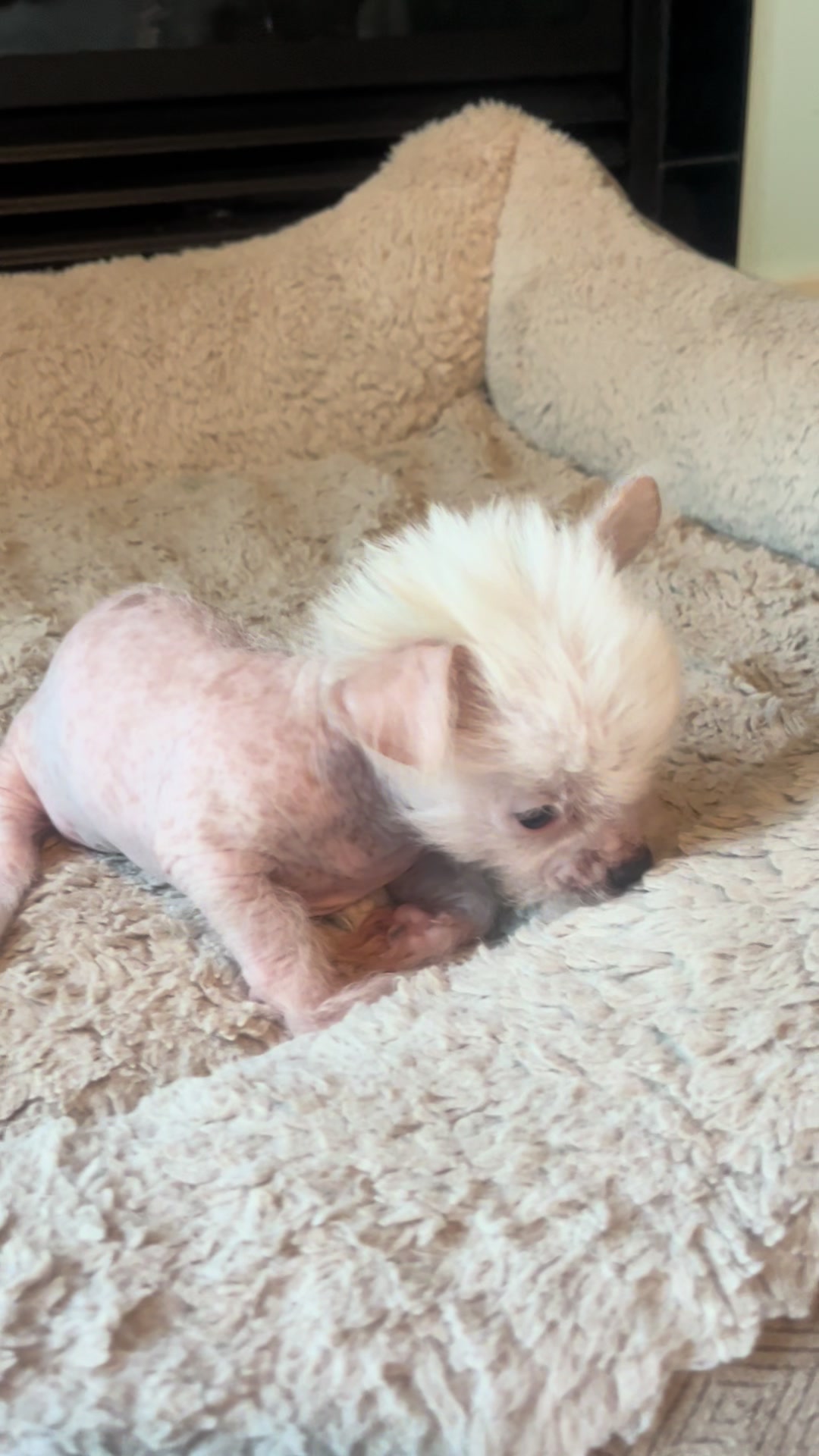 @Chinese Crested Cuties