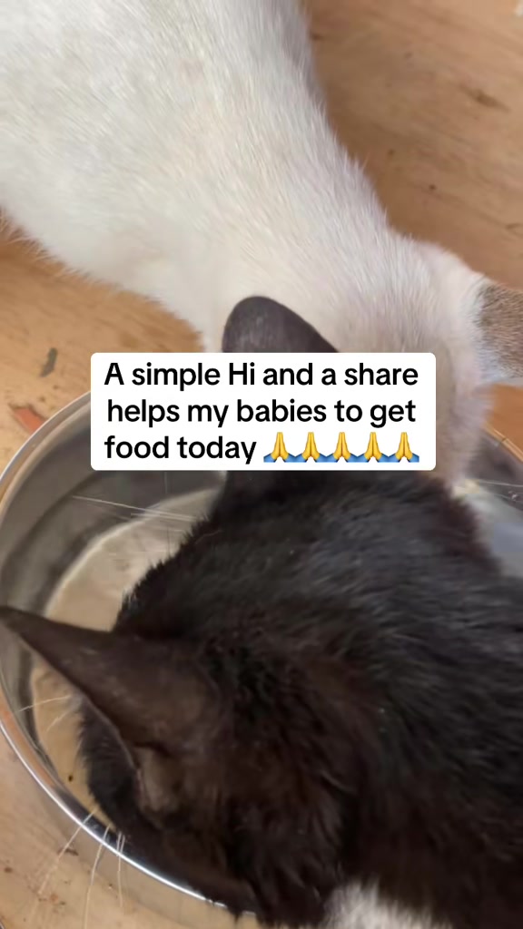 @tailspinrescue