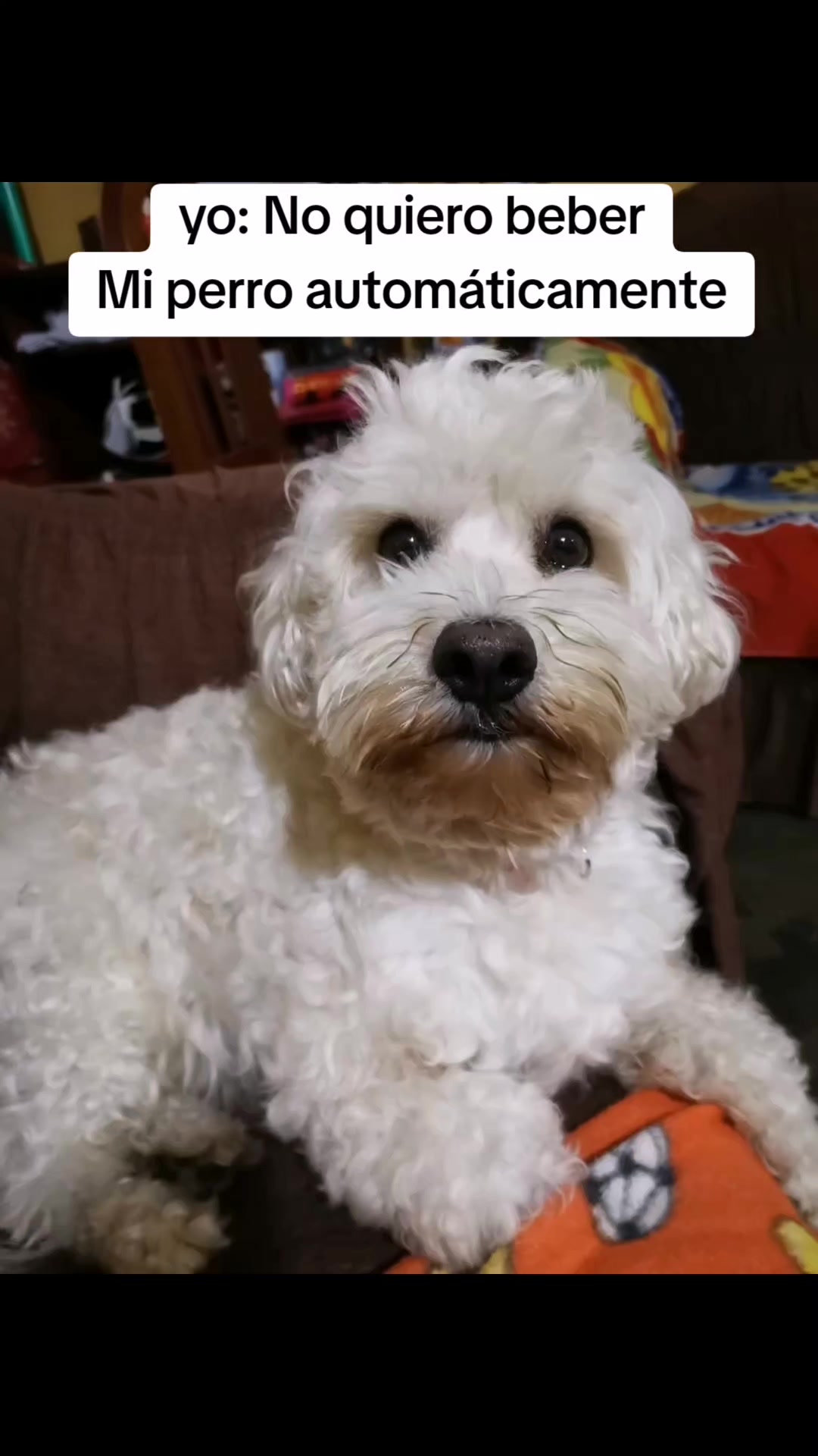 @Doki🦴🐾