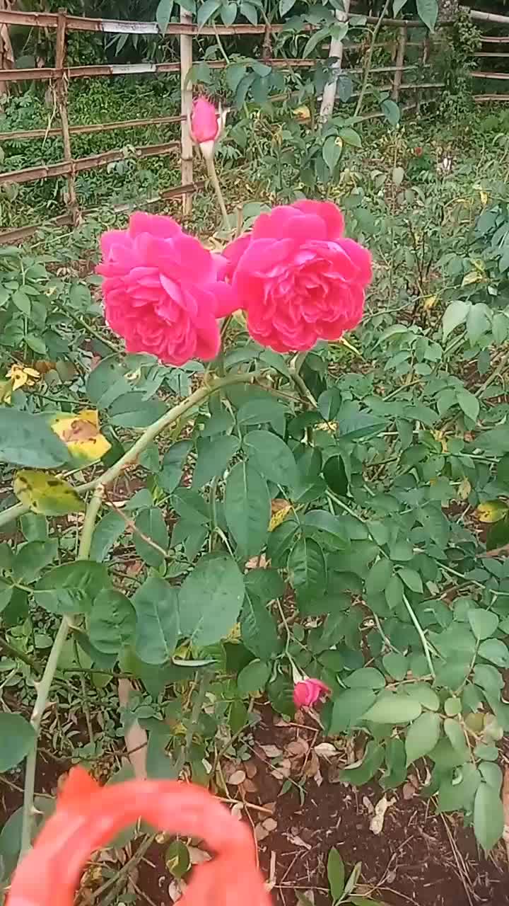 @_Leo13🌹💕🥰