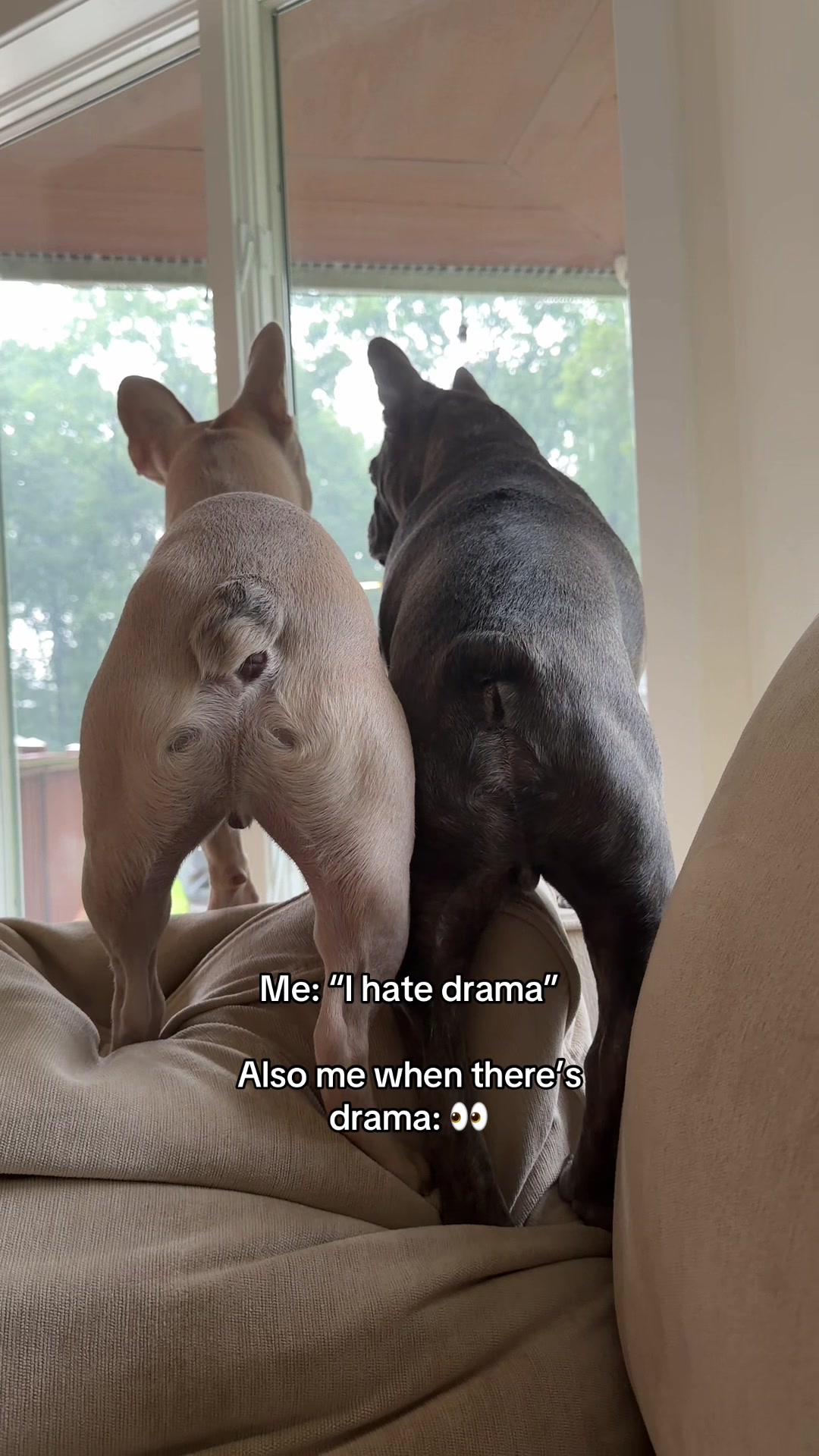 @Winston & Charlie 🐾