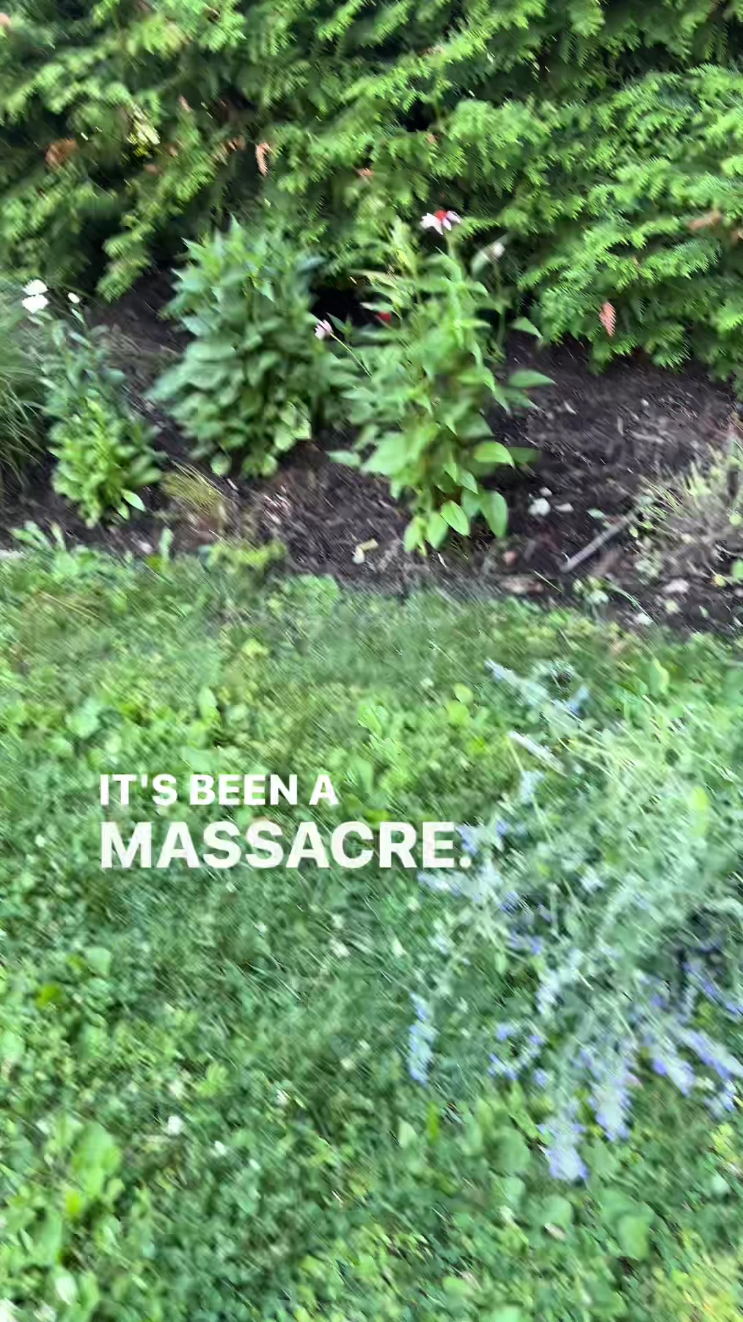 @Lady & the Floofs