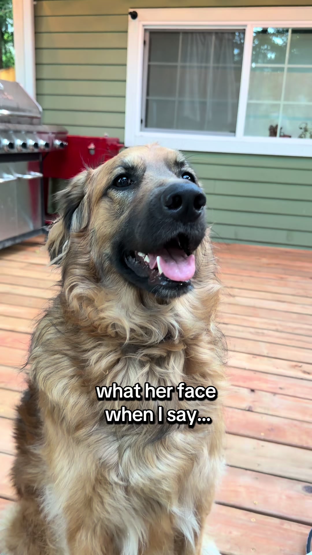 @lifewithgoldenshepherds