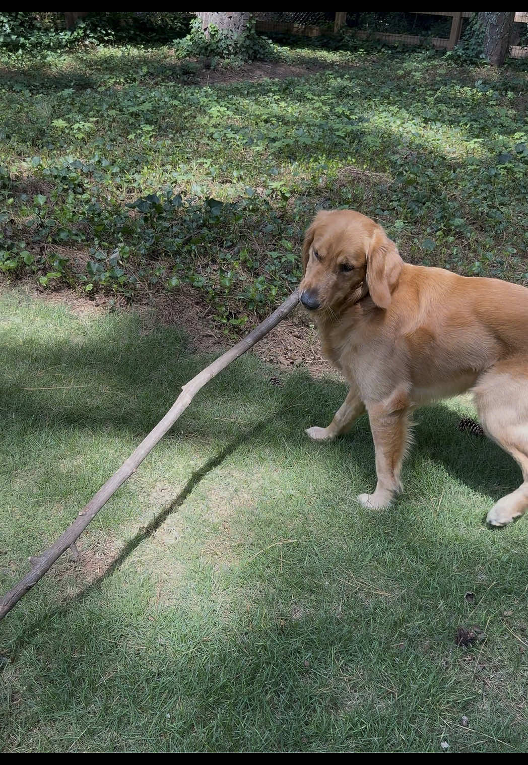 @Charlie the Golden