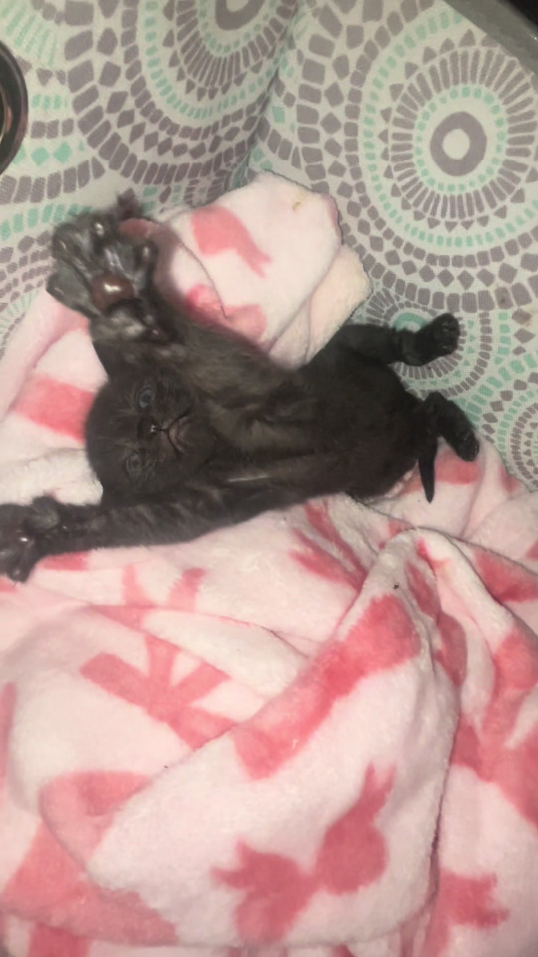 @ellapugpuggs