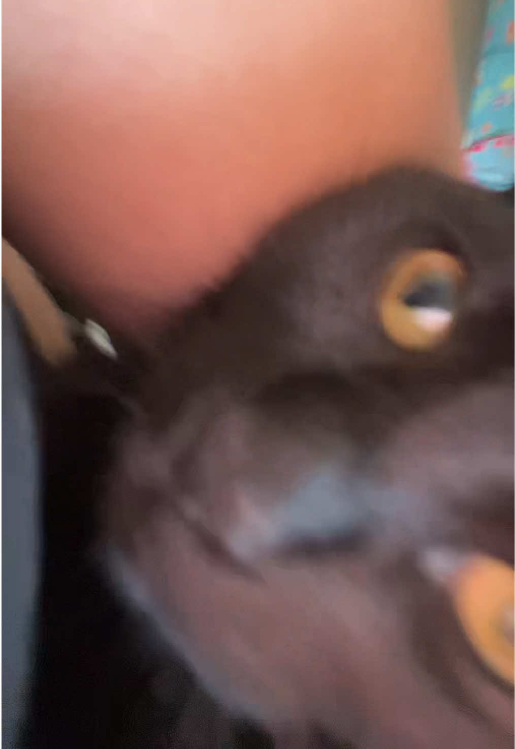 @kemkemlolz