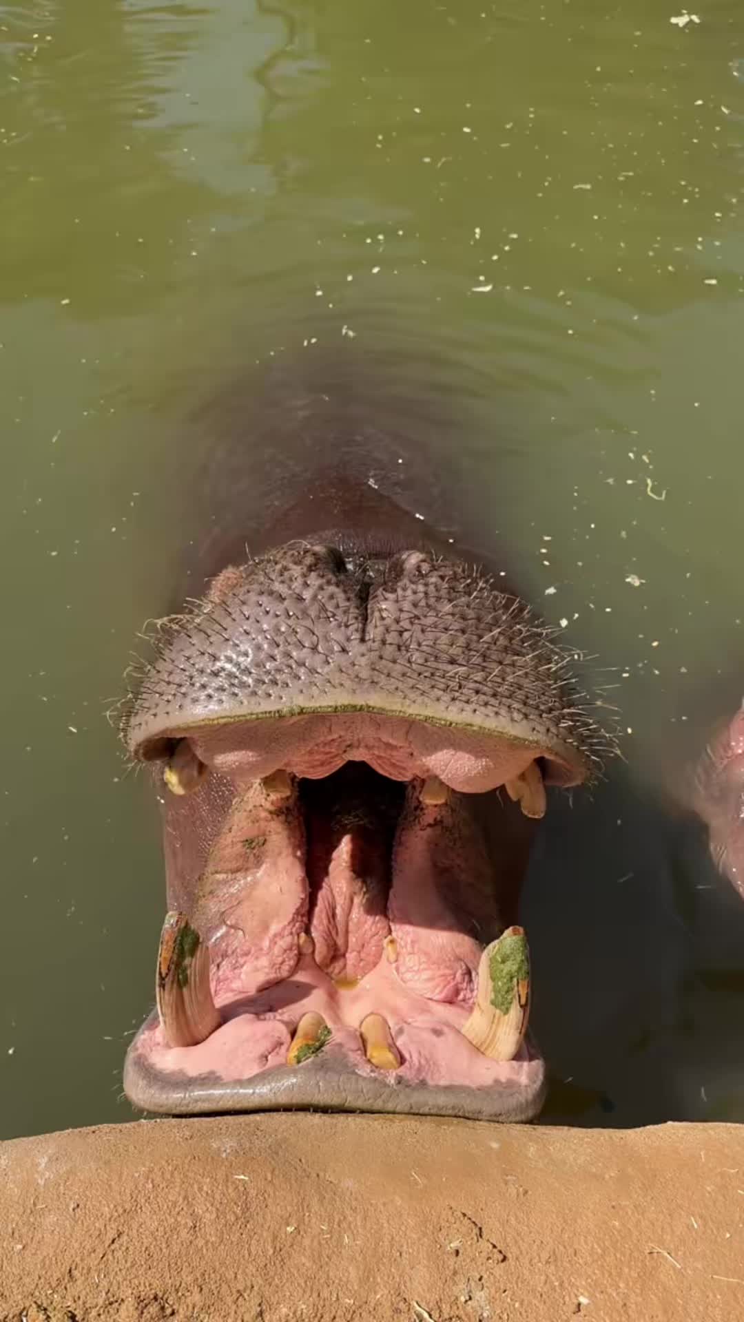 @Hippo