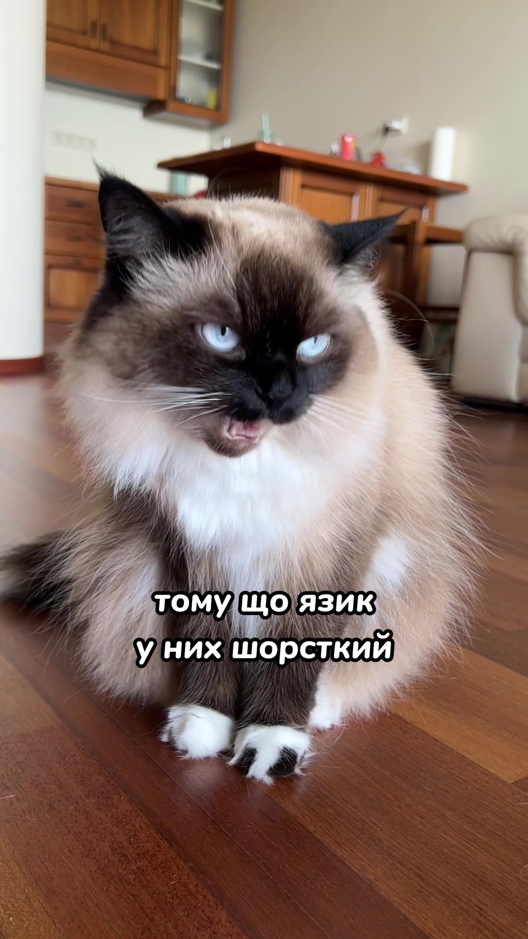 @Місс КІСЯ