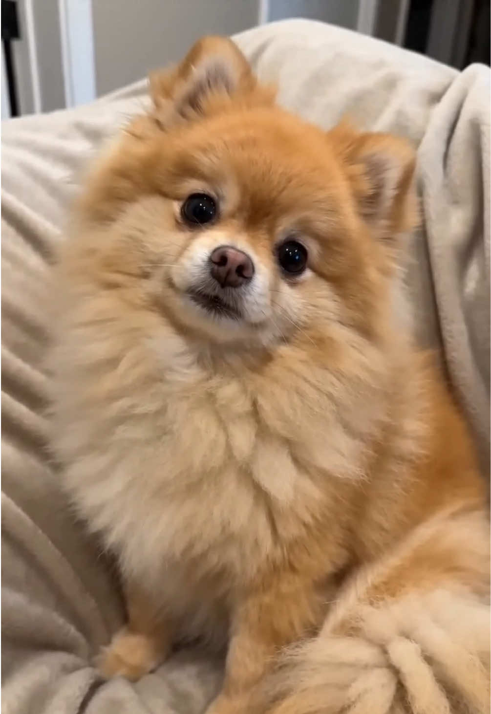 @Gangsterspitz