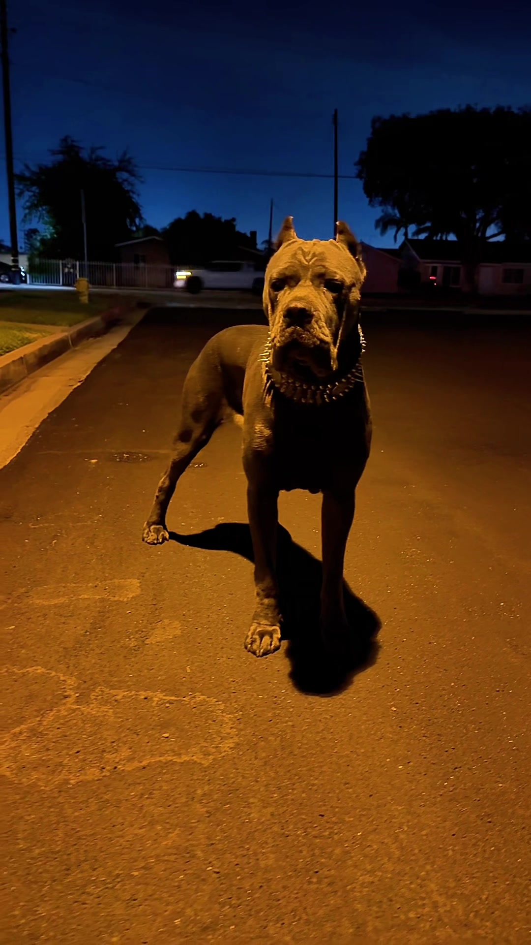 @noblepridecanecorso
