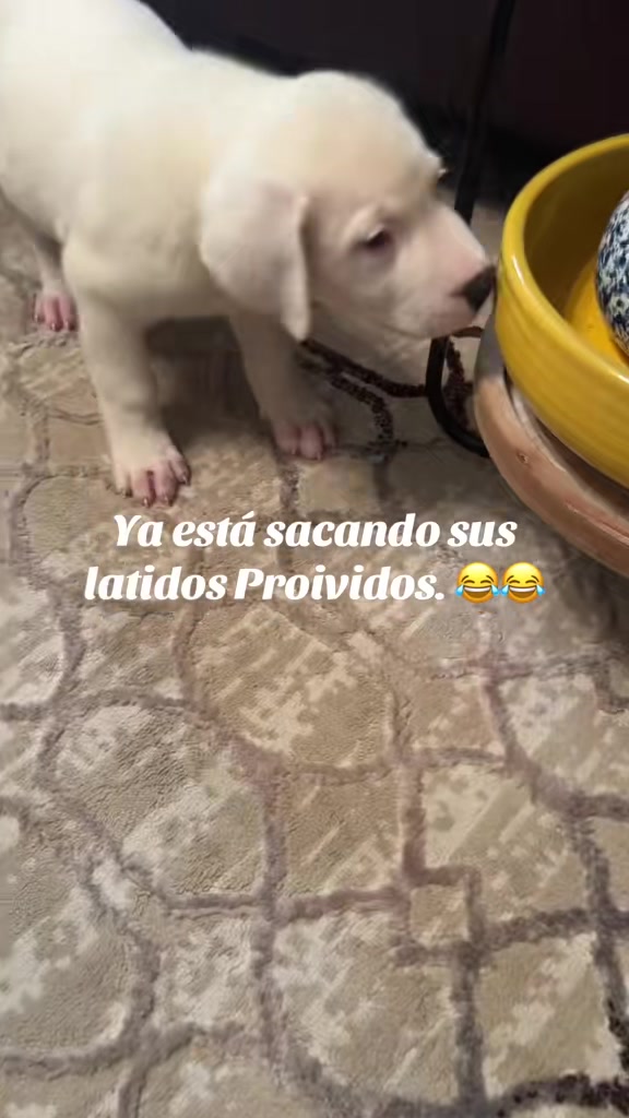@Yesi