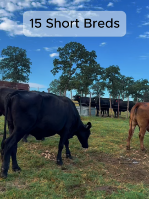 @Rutherford Land and Cattle